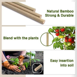 Prime Plus Bamboo Cane 3Ft (90Cm) Plant Support Pack Of 30 Garden ( 10 - 12mm) - thumbnail 4