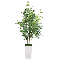 London Boutique Artificial Ficus Tree With Tall Planter, 180 Cm Faux Indoor Plant, Uv Resistant Silk Leaves, White Pot Decor - thumbnail 1