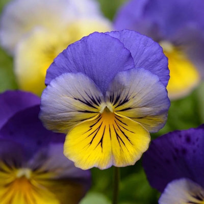 Primrose Plant Theory 3 Pansy Cool Wave Morpho Viola Wittrockiana Autumn Bedding 9Cm - image 1