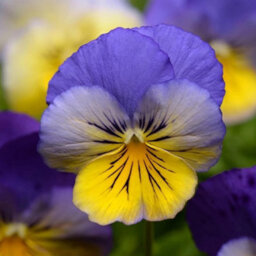 Primrose Plant Theory 3 Pansy Cool Wave Morpho Viola Wittrockiana Autumn Bedding 9Cm - thumbnail 2