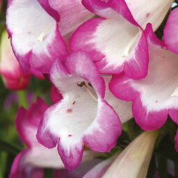 Thompson & Morgan Penstemon Laura 1 Litre Potted Plant X 1 - thumbnail 2