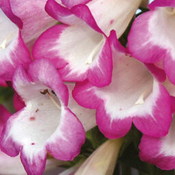 Thompson & Morgan Penstemon Laura 1 Litre Potted Plant X 1 - thumbnail 3