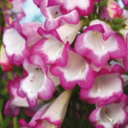 Thompson & Morgan Penstemon Laura 1 Litre Potted Plant X 1 - thumbnail 1