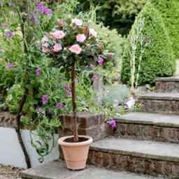 GreenBrokers Artificial Pink Rose Tree 30 Flowers 120Cm/4Ft - thumbnail 3