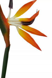 Orsina Bird Of Paradise - 92Cm, Exotic Faux Flower With Bold Orange And Purple Petals, Adds A Tropical Touch - thumbnail 4