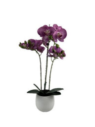GreenBrokers Elegant  Large Triple Stem Purple Real Touch Artificial Potted Orchid (65Cm) In Round White Ceramic Pot - thumbnail 1