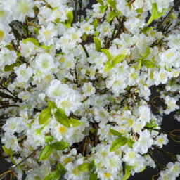 Wyld Haus Set Of 3 White Cherry Blossom Sprays 124Cm Artificial Flowers - thumbnail 3