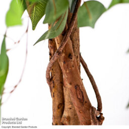 Garden Gear Artificial Ficus Tree 90Cm With Natural Wood Trunk, Silk Leaves, Indoor Outdoor Greenery Home Office Décor - thumbnail 6