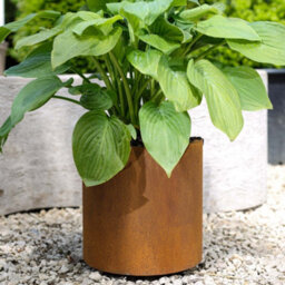 London Stone Corten Steel Straight Cylinder Planter - W 300 X H 300mm - thumbnail 3