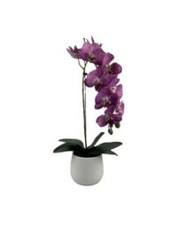 GreenBrokers Elegant Large Single Stem Purple Real Touch Artificial Potted Orchid (65Cm) In Round White Ceramic Pot