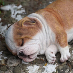Sleeping Bulldog Puppy Resin Sculpture Home Garden Dog Statue Outdoor Ornament - thumbnail 2