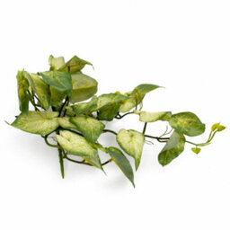 Leaf 25Cm Artificial Trailing Variegated Caladium Vine Plant Light Green - thumbnail 2