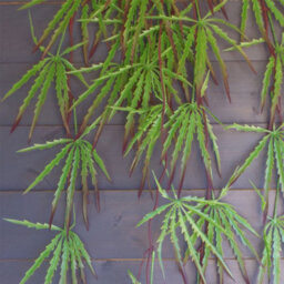 Leaf Pack Of 12 X 100Cm Artificial Hanging Acer Plant - thumbnail 4