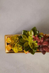 Premier Housewares Mixed Succulents Fiori With Ceramic Gold Pot Artificial Plant Foliage - thumbnail 4