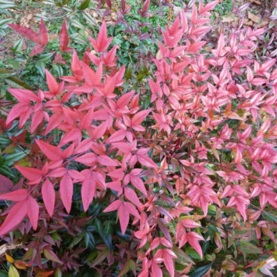 Thompson & Morgan Nandina Domestica Flirt 2L Potted Plant - Pack Of 1 - Evergreen - Outdoor Garden Plant