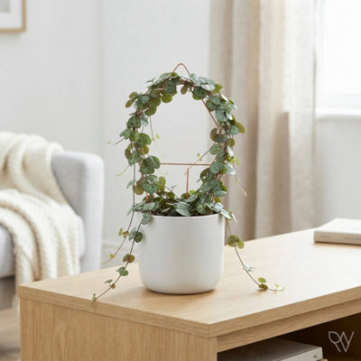 String Of Hearts (Ceropegia Woodii) - 11Cm Pot - image 1
