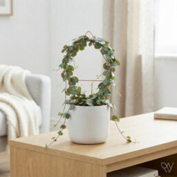 String Of Hearts (Ceropegia Woodii) - 11Cm Pot - thumbnail 1
