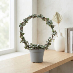 String Of Hearts (Ceropegia Woodii) - 11Cm Pot - thumbnail 2