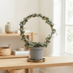 String Of Hearts (Ceropegia Woodii) - 11Cm Pot - thumbnail 6