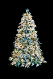 Shatchi 10Ft Prelit Green Lapland Fir Christmas Tree Warm White Leds - thumbnail 4