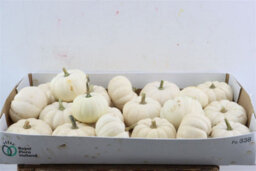 Ornamental Casperita Cucumbers - Decorative Fruit - thumbnail 5