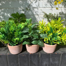 Leaf 22Cm Foliage Honey Plant Light Green In Terracotta Pot - thumbnail 3