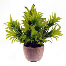 Leaf 22Cm Foliage Honey Plant Light Green In Terracotta Pot