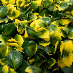 Greenbrokers Artificial Green Plant Wall Hedge With Yellow Leaf Foliage-Uv Stable (Pack Of 4) (1M X 1M) - thumbnail 4