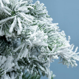 Christmas Tree World The 6Ft/180Cm Snow White Fir Tree With Hook-On Branches - thumbnail 3