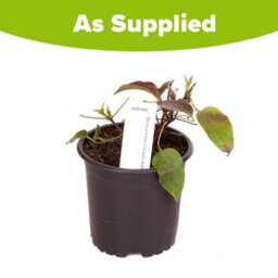 You Garden Yougarden Clematis 'nubia Boulevard' Patio Climber Collection, 10.5Cm Potted Plant With Tower Pot Planter And Trellis - thumbnail 3