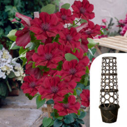 You Garden Yougarden Clematis 'nubia Boulevard' Patio Climber Collection, 10.5Cm Potted Plant With Tower Pot Planter And Trellis - thumbnail 1