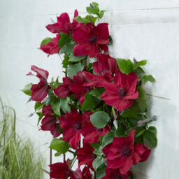 You Garden Yougarden Clematis 'nubia Boulevard' Patio Climber Collection, 10.5Cm Potted Plant With Tower Pot Planter And Trellis - thumbnail 2