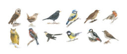 Jml - Bird Song Clock Elegant Wall Clock With 12 Genuine Bird Songs To Mark Each Hour - thumbnail 5
