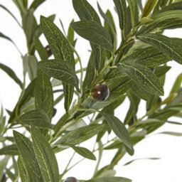 Wyld Haus 180Cm Mediterranean Artificial Olive Tree In White Pot - Tall Indoor Faux Plant - thumbnail 4