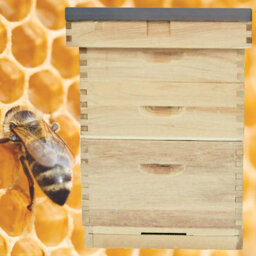 Actiasbee Langstroth Beehive In New Zealand Pine, Traditional Beekeeping Hive With Brood & Super Boxes - thumbnail 5