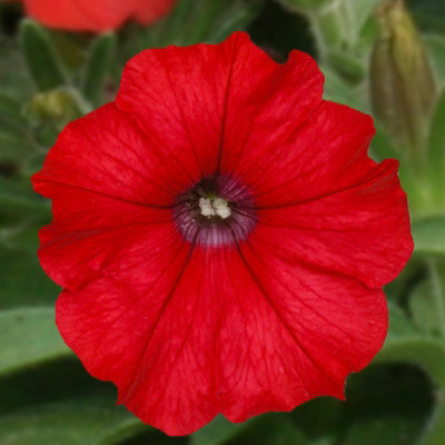 Carbeth Plants 3 X Petunia Surfinia Deep Red - Semi-Trailing Variety In 9Cm Pots - Ideal For Baskets And Patio Planters - image 1