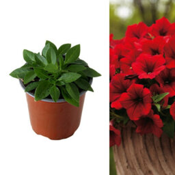 Carbeth Plants 3 X Petunia Surfinia Deep Red - Semi-Trailing Variety In 9Cm Pots - Ideal For Baskets And Patio Planters - thumbnail 2