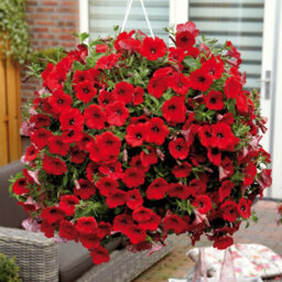 Carbeth Plants 3 X Petunia Surfinia Deep Red - Semi-Trailing Variety In 9Cm Pots - Ideal For Baskets And Patio Planters - thumbnail 3