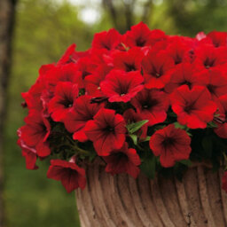 Carbeth Plants 3 X Petunia Surfinia Deep Red - Semi-Trailing Variety In 9Cm Pots - Ideal For Baskets And Patio Planters - thumbnail 5