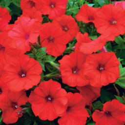Carbeth Plants 3 X Petunia Surfinia Deep Red - Semi-Trailing Variety In 9Cm Pots - Ideal For Baskets And Patio Planters - thumbnail 4