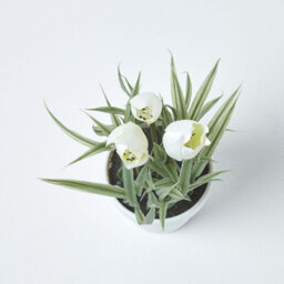 Homescapes Artificial White Handcrafted Tulips In White Decorative Pot, 22 Cm - thumbnail 2