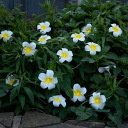 Gardenwize 2 Metre Solar Powered Flowered Led String Lights Wall Garden Fence Decking Patio Tree Lights - thumbnail 3