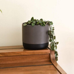 Thompson & Morgan String Of Hearts -  10Cm Potted Plant X 1 + Black-Grey Ceramic Pot X 1 - thumbnail 3