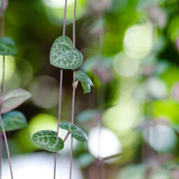 Thompson & Morgan String Of Hearts -  10Cm Potted Plant X 1 + Black-Grey Ceramic Pot X 1 - thumbnail 4
