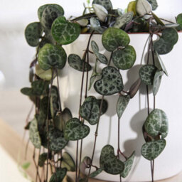 Thompson & Morgan String Of Hearts -  10Cm Potted Plant X 1 + Black-Grey Ceramic Pot X 1 - thumbnail 2