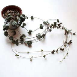 Thompson & Morgan String Of Hearts -  10Cm Potted Plant X 1 + Black-Grey Ceramic Pot X 1 - thumbnail 5