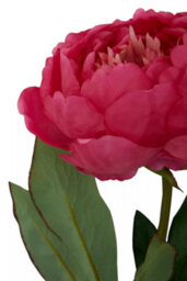 Orsina Peony Stem - 65Cm Fuchsia, Lifelike Faux Peony With Vibrant Fuchsia Petals And Green Stem, Adds Bold Colour - thumbnail 8