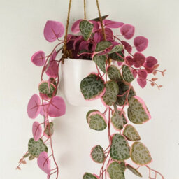 Leaf 90Cm Artificial Potted Trailing Hanging Pink Plant Realistic - String Of Hearts - thumbnail 3