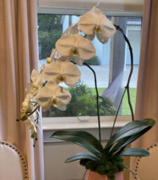Artificial Orchid Stems, 96.5 Cm, With A Realistic Feel, Latex Phalaenopsis Orchid Branches, Artificial Flowers (White - thumbnail 4