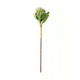 Wyld Haus Set Of 3 Green Protea Artichoke Artificial Flower Stems, 730mm - thumbnail 1